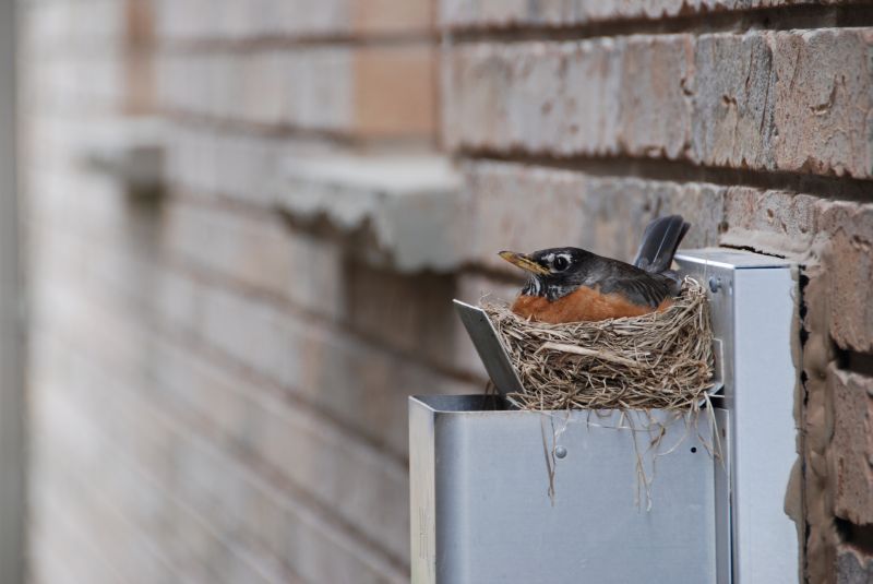 Birds Removal From Vents