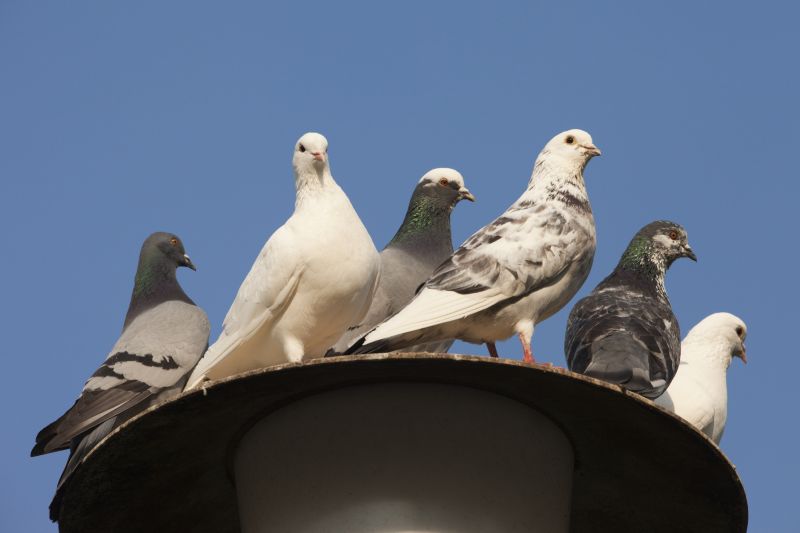 Birds Removal From Vents