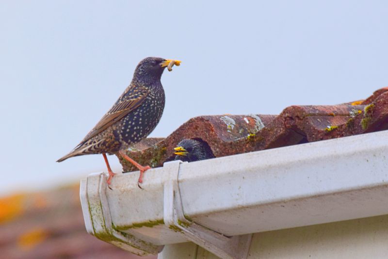 Birds Removal From Vents
