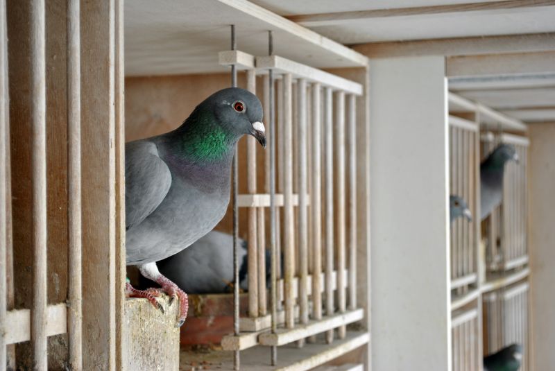 Birds Removal From Vents