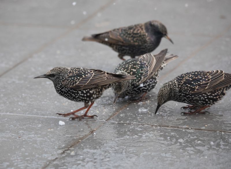 Birds Removal From Vents