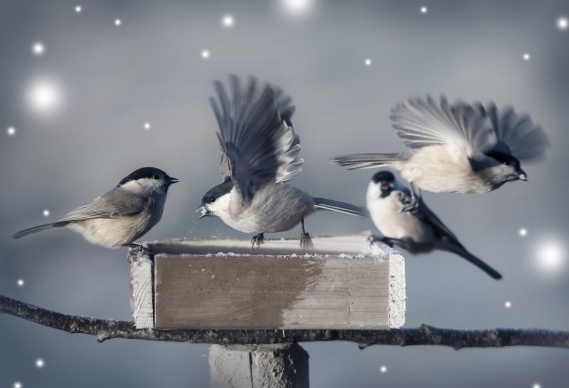 Birds Removal From Vents