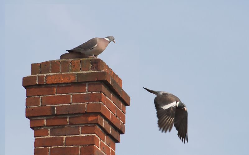 Birds Removal From Vents