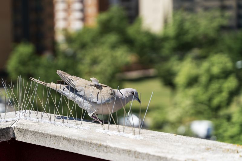 Birds Removal From Vents