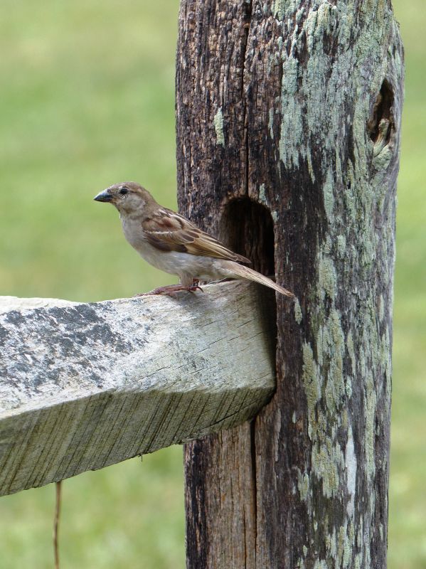 Birds Removal From Vents — Cost of Birds Removal From Vents