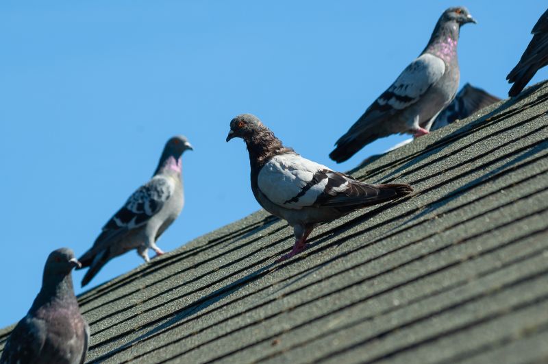 Birds Roosting in Vents