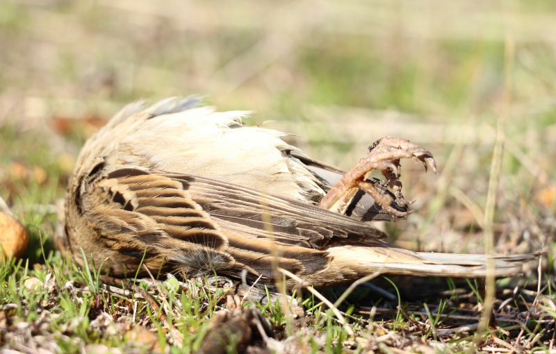 Why Birds Nest Inside Dryer Vents And Exhaust Pipes